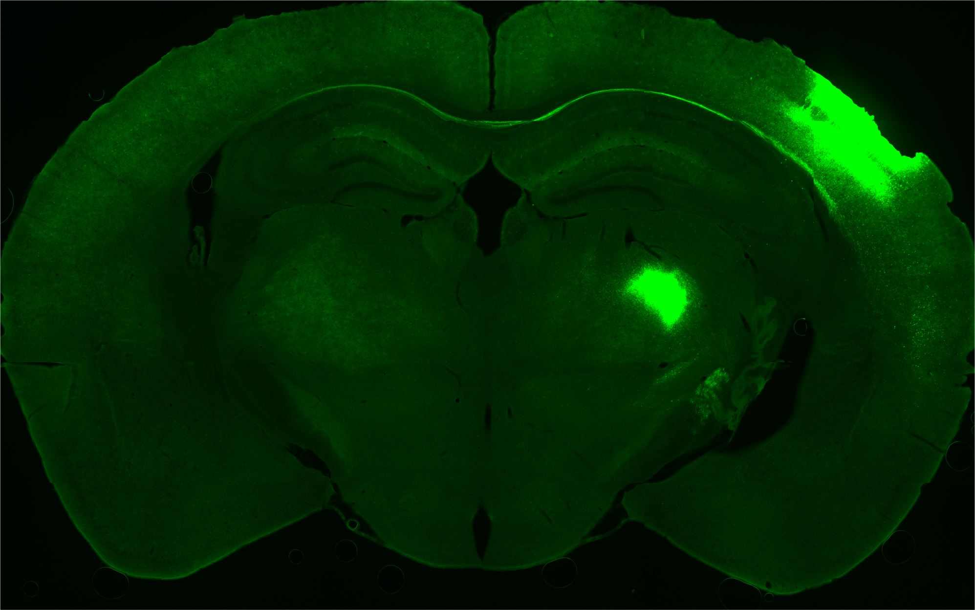 篤ページです！ Addgene: AAV Data Hub - pAAV.Syn.NES-jRGECO1a.WPRE.SV40 in Mouse